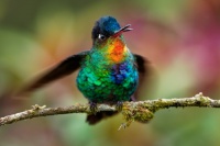 Kolibrik ohnivobrady - Panterpe insignis - Fiery-throated Hummingbird o1161